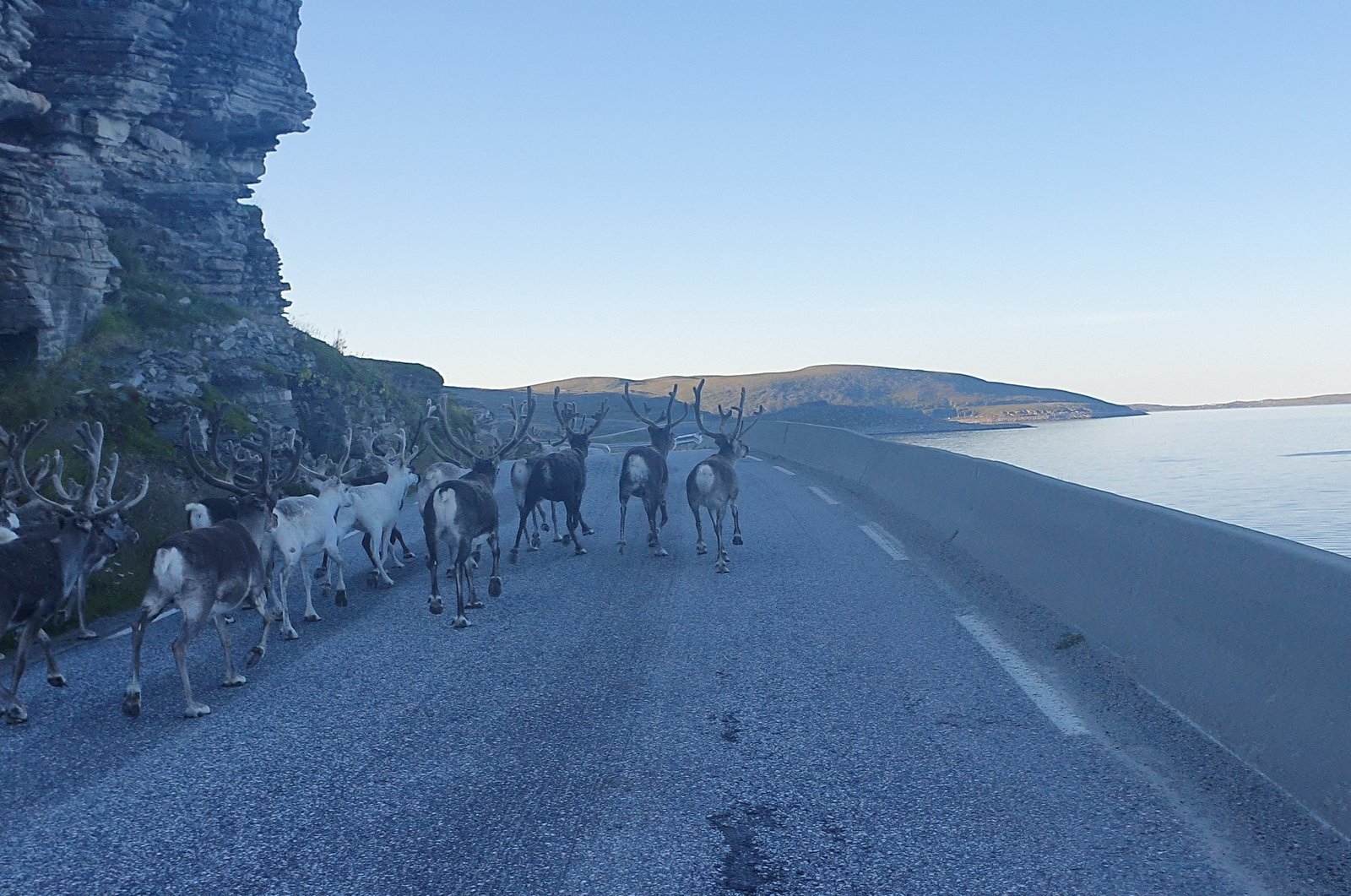 NorthCape4000 2021: Reindeer. Lots of them.
