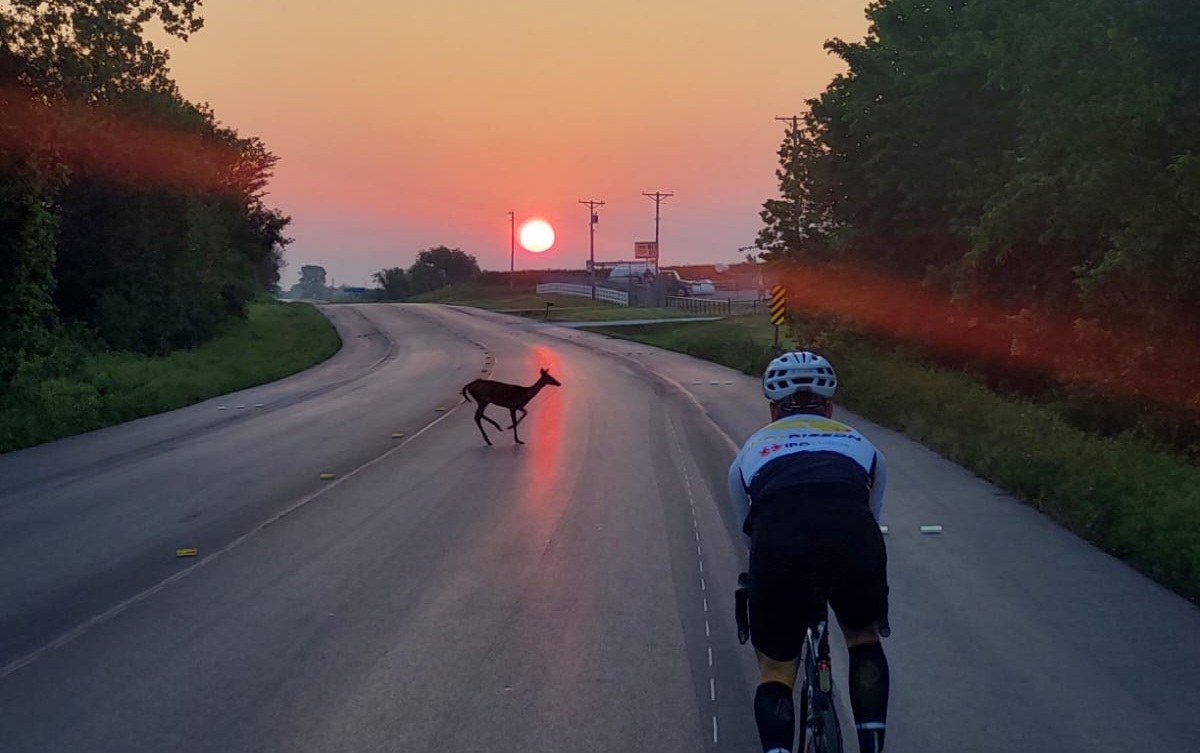The sun coming up, and Bambi in the road.